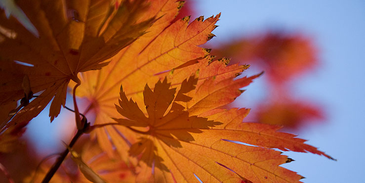Image Alt Text