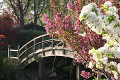 Yoshino Cherry in front of the Drum Bridge