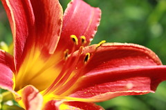 Daylily- Bess Ross