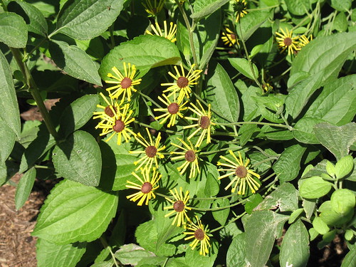 Sweet coneflower