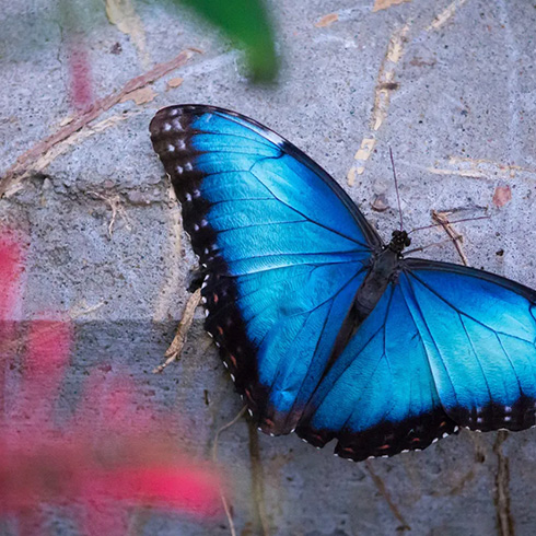 Blue morpho butterfly resting on wall