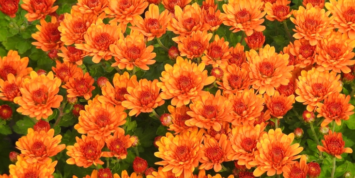 Image Alt Text