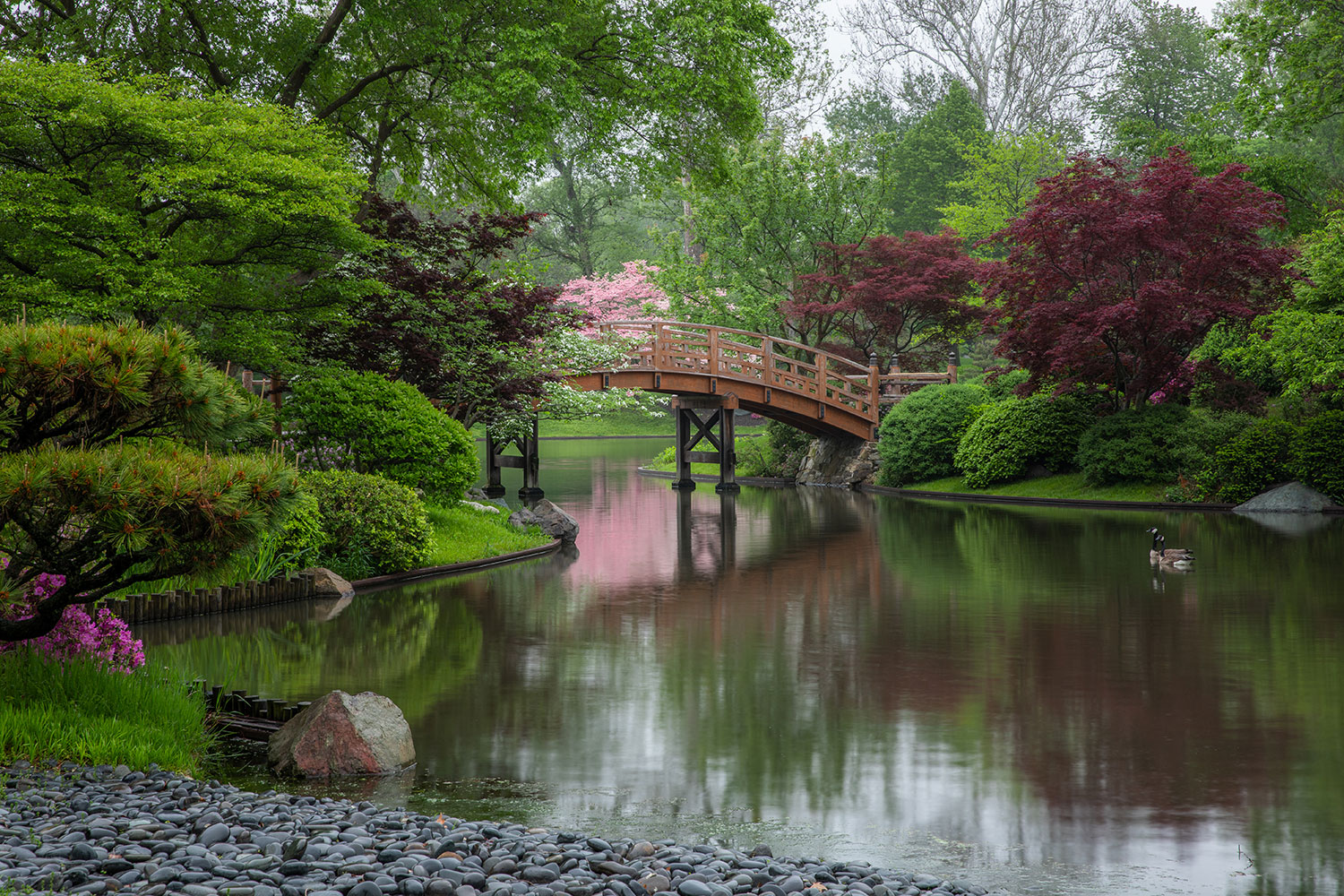 view from pebble beach of arching Japanese Garden bridge with pink blossoms in the background