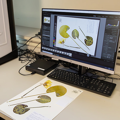 Dried plant specimen with digital scanning of specimen on computer monitor